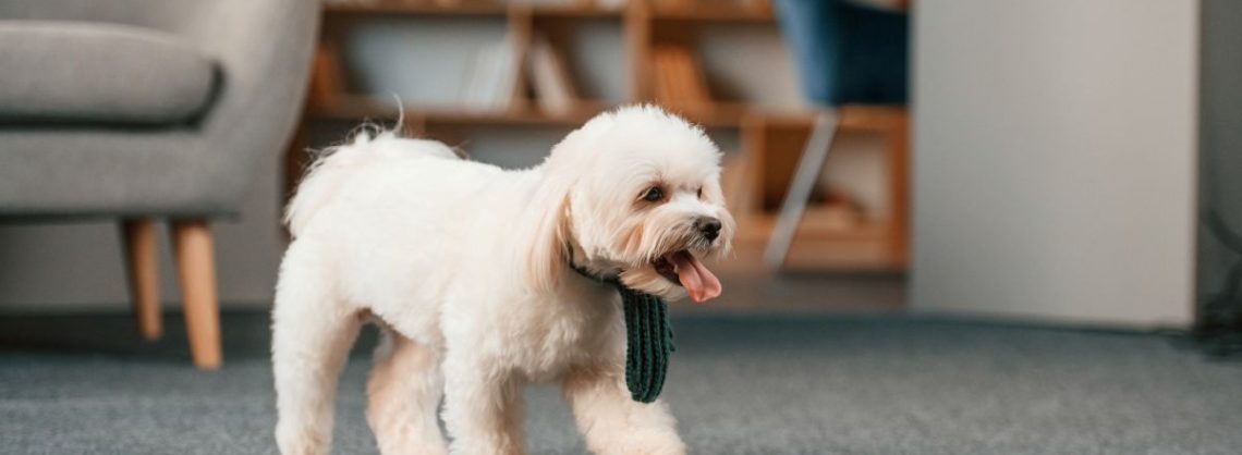 Neue Bodenbeläge verlegen – ein Klacks für Heimwerker(?) 1 Hund läuft in Wohnzimmer auf Teppichboden