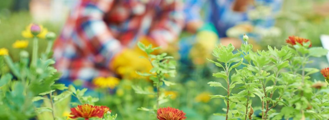 Blumen im Garten, dahinter zwei Personen die Gartenarbeit verrichten