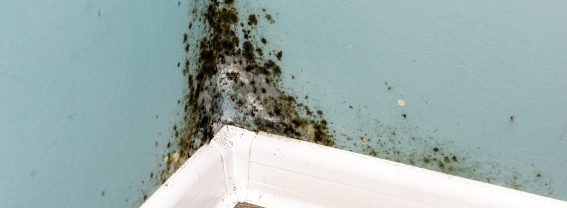 Schwarzer Schimmel an der Wand